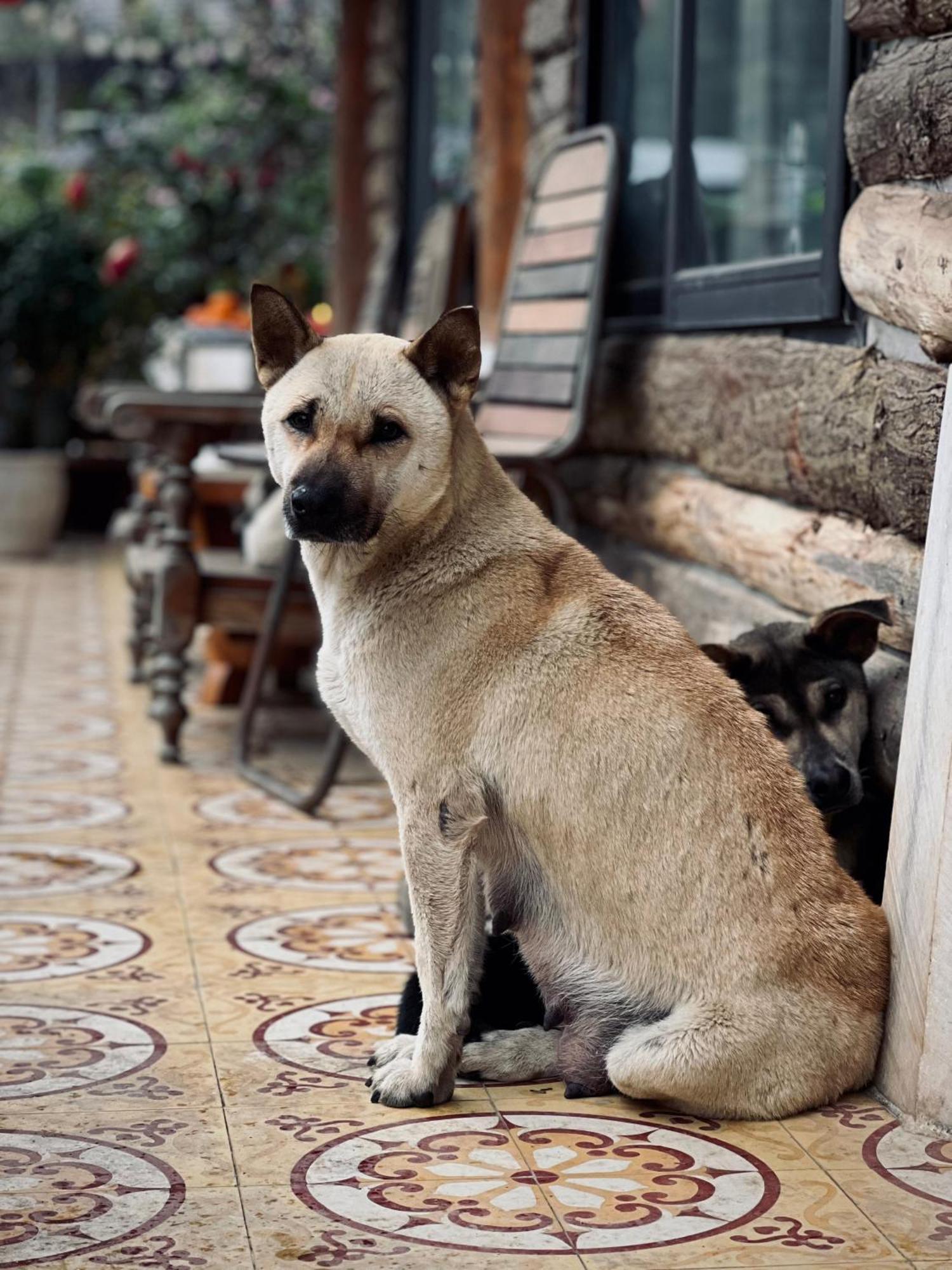 Homestay So 91-Suoi Ho Sa Pa Esterno foto